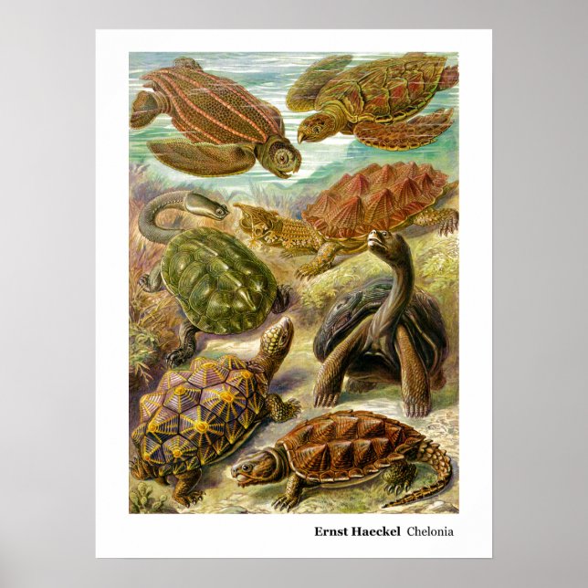 Ernst Haeckel Chelonia Poster (Vorne)