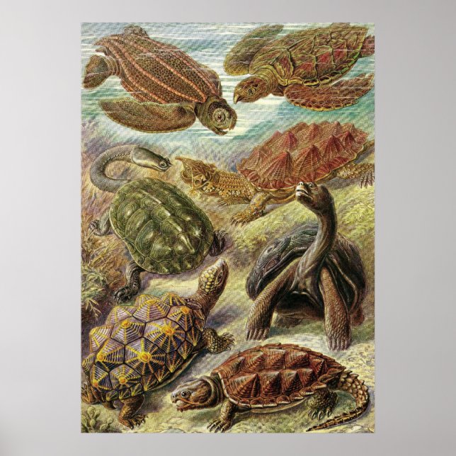Ernst Haeckel - Chelonia Poster (Vorne)