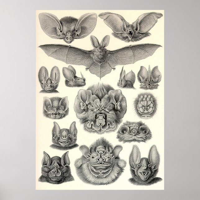 Ernst Haeckel - Chiroptera Bats Poster (Vorne)