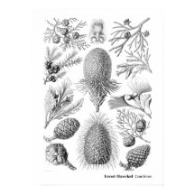 Ernst Haeckel Coniferae Black und White