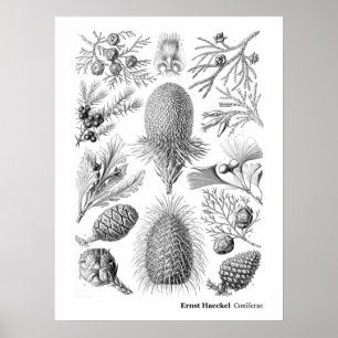 Ernst Haeckel Coniferae Schwarzweiss Poster