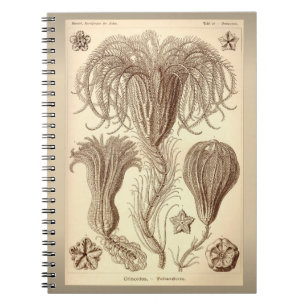 Ernst Haeckel- Crinoids Notizblock
