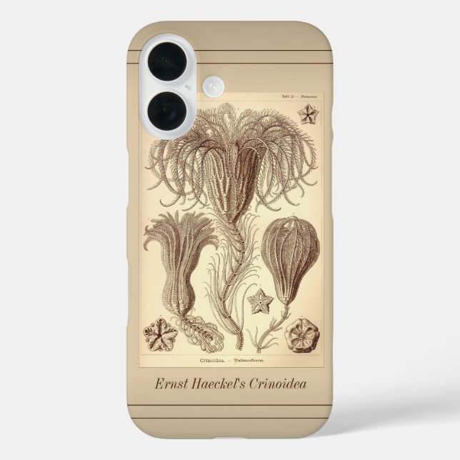 Ernst Haeckel Crinoids - Vollständige Seite iPhone 16 Hülle (Rückseite)