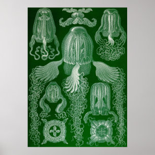 Ernst Haeckel - Cubomedusae Quallen Poster