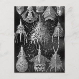 Ernst Haeckel Cyrtoidea Postkarte