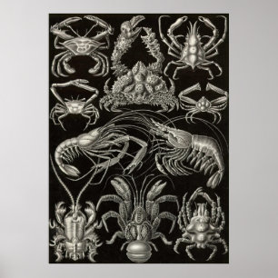 Ernst Haeckel - Decapoda Poster