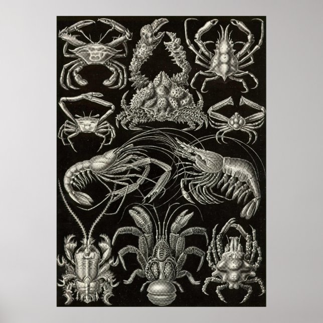 Ernst Haeckel - Decapoda Poster (Vorne)