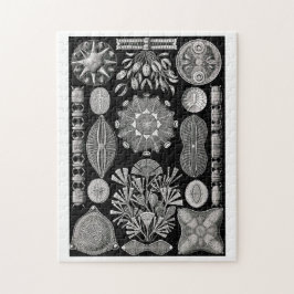 Ernst Haeckel Diatomea