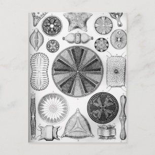 Ernst Haeckel Diatomea Postkarte