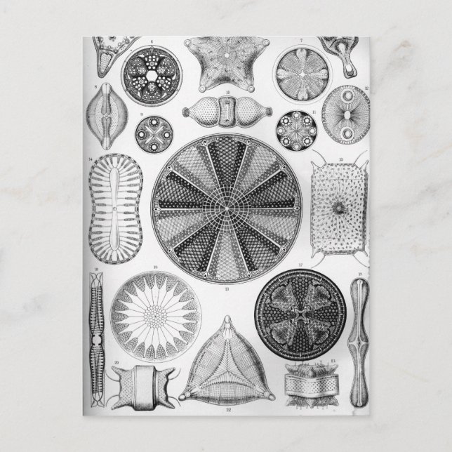 Ernst Haeckel Diatomea Postkarte (Vorderseite)