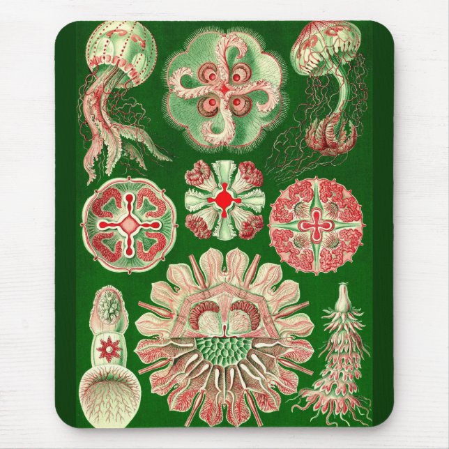 Ernst Haeckel - Discomedusae5 Mousepad (Vorne)