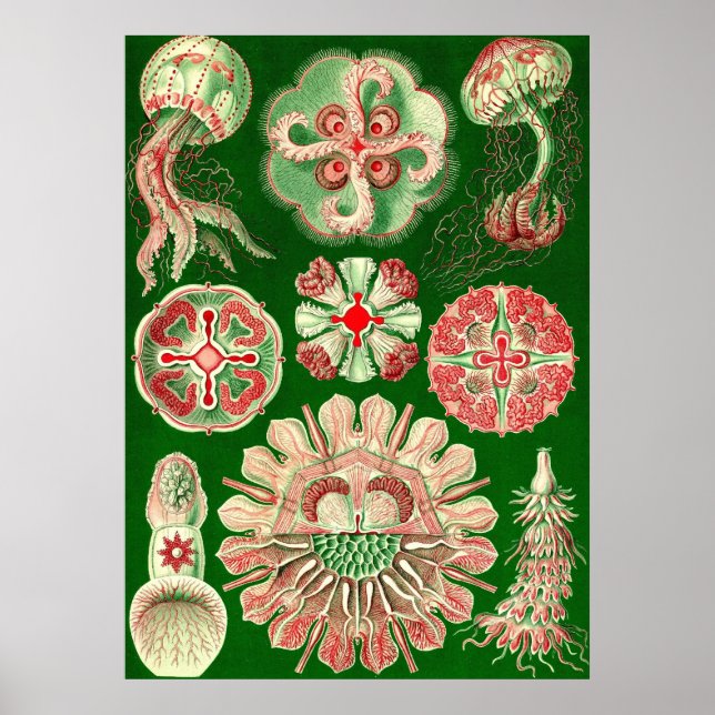Ernst Haeckel - Discomedusae5 Poster (Vorne)