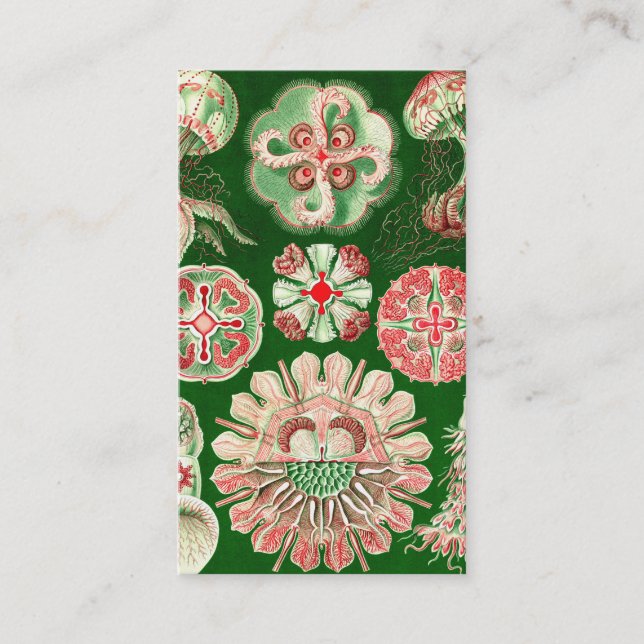 Ernst Haeckel Discomedusae (Aurelia) Visitenkarte (Vorderseite)