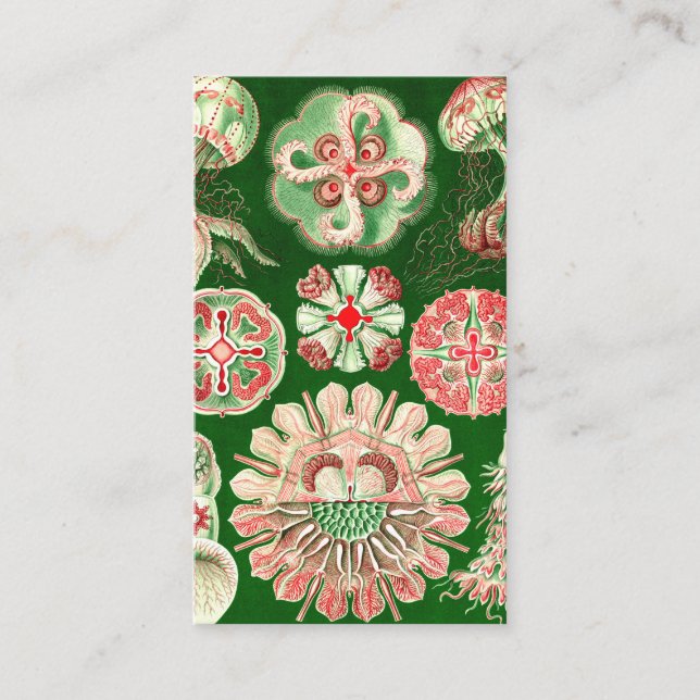 Ernst Haeckel Discomedusae (Aurelia) Visitenkarte (Vorderseite)