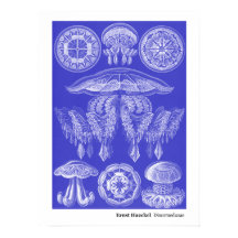 Ernst Haeckel Discomedusae III
