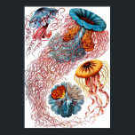 Ernst Haeckel Discomedusae Jellyfish Poster<br><div class="desc">Discomedusae ist eine taxonomische Gruppe (Unterklasse der Scyphozoa) von Quallen. Ernst Heinrich Philipp August Haeckel war ein deutscher Biologe, Naturforscher, Philosoph, Mediziner, Professor, Meeresbiologe und Künstler, der tausende neuer Spezies entdeckt, beschrieben und benannt hat, einen genealogischen Baum kartiert hat, der alle Lebensformen in sich vereint und viele Begriffe in der...</div>