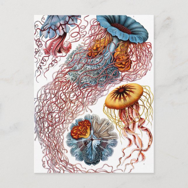 Ernst Haeckel Discomedusae Jellyfish Postkarte (Vorderseite)