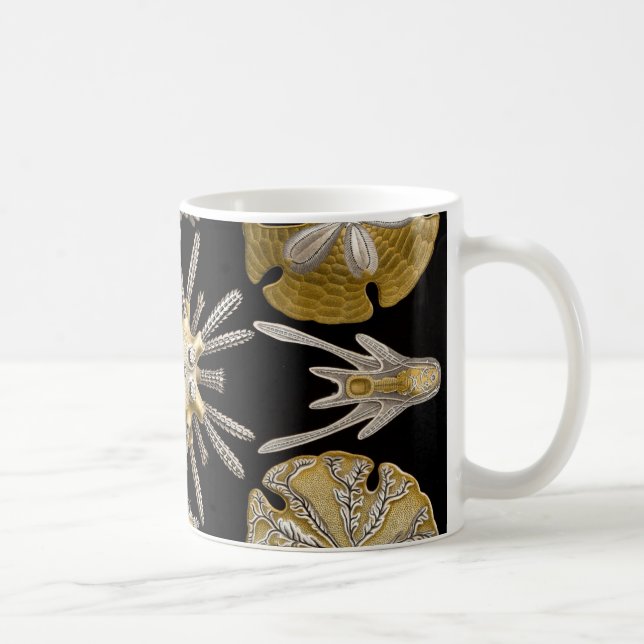 Ernst Haeckel Echinidea Seeigel Kaffeetasse (Rechts)