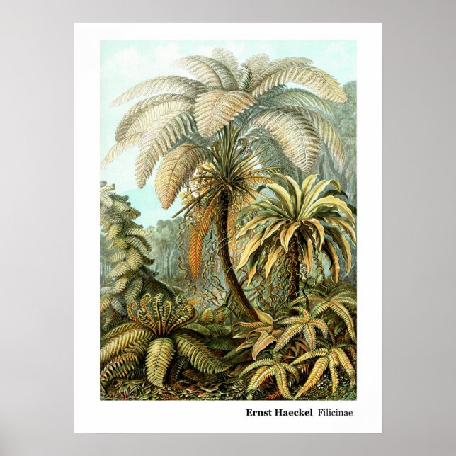 Ernst Haeckel Filicinae Poster (Vorne)