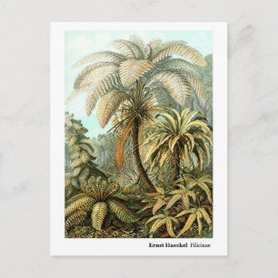 Ernst Haeckel Filicinae Postkarte