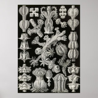 Ernst Haeckel - Gorgonida Poster
