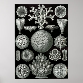 Ernst Haeckel Hexoralla Poster