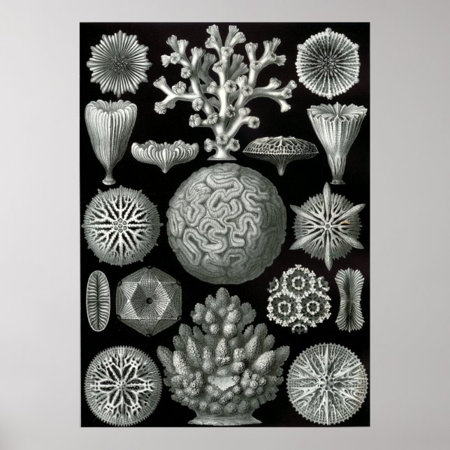 Ernst Haeckel Hexoralla Poster (Vorne)