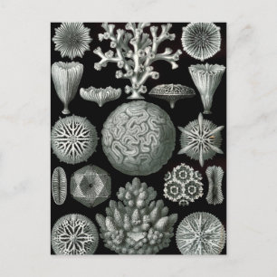 Ernst Haeckel Hexorallia Coral Postkarte