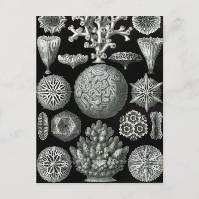 Ernst Haeckel Hexorallia Coral Postkarte (Vorderseite)