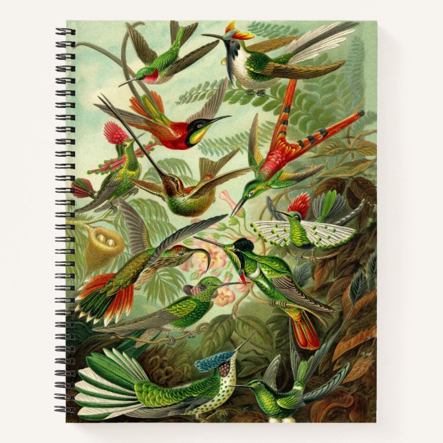Ernst Haeckel Hummingbird Illustration 8.5X11" Notizbuch (Vorderseite)