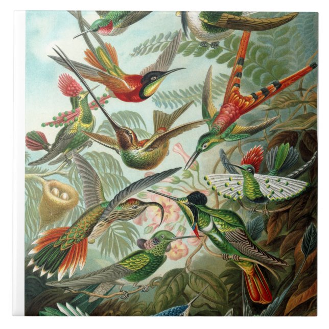 Ernst Haeckel Hummingbirds - Kunstformen der Natur Fliese (Vorderseite)