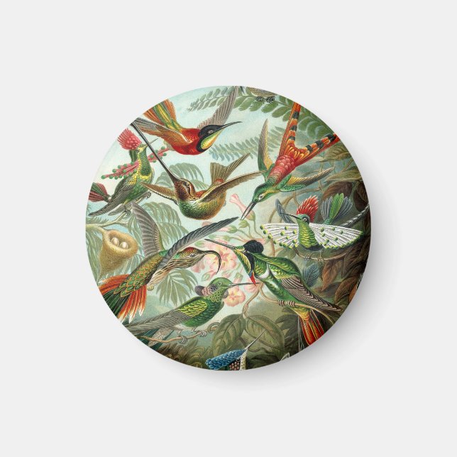 Ernst Haeckel Hummingbirds - Kunstformen der Natur Magnet (Vorne)