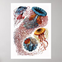 Ernst Haeckel Jellyfish