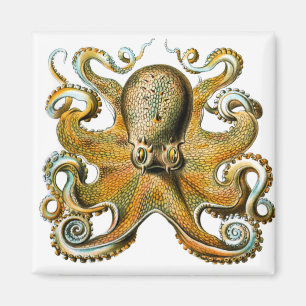 ernst haeckel kraul magnet