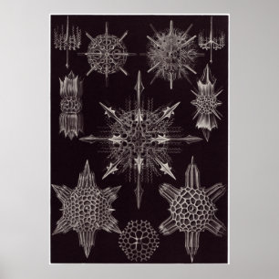 Ernst Haeckel-Kunst-Druck: Acanthophracta Poster