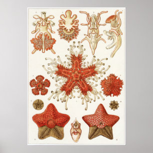 Ernst Haeckel-Kunst-Druck: Asteridea Poster