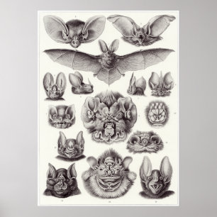 Ernst Haeckel-Kunst-Druck: Chiroptera Poster
