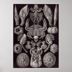 Ernst Haeckel-Kunst-Druck: Cirripedia Poster