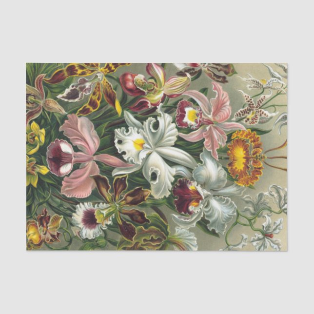 Ernst Haeckel-Kunst-Druck: Orchidae Oncidiums, Seidenpapier (Vorderseite)