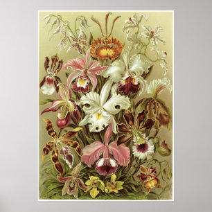 Ernst Haeckel-Kunst-Druck: Orchidae Poster