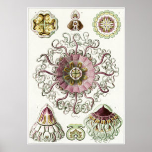 Ernst Haeckel-Kunst-Druck: Peromedusae Poster