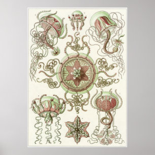 Ernst Haeckel-Kunst-Druck: Trachomedusae Poster