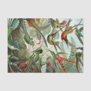 Ernst Haeckel-Kunst-Druck: Trochilidae Seidenpapier
