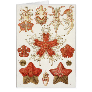 Ernst Haeckel-Kunst-Karte: Asteridea