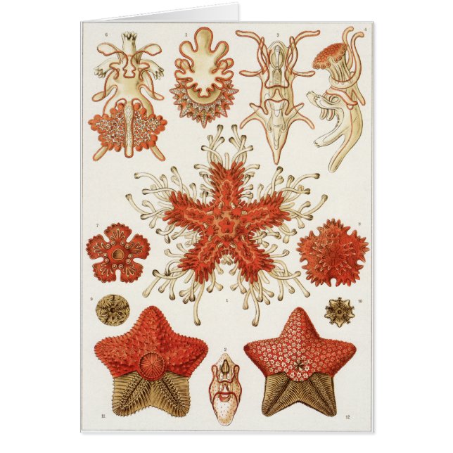 Ernst Haeckel-Kunst-Karte: Asteridea (Vorne)