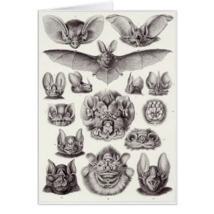 Ernst Haeckel-Kunst-Karte: Chiroptera