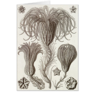 Ernst Haeckel-Kunst-Karte: Crinoidea