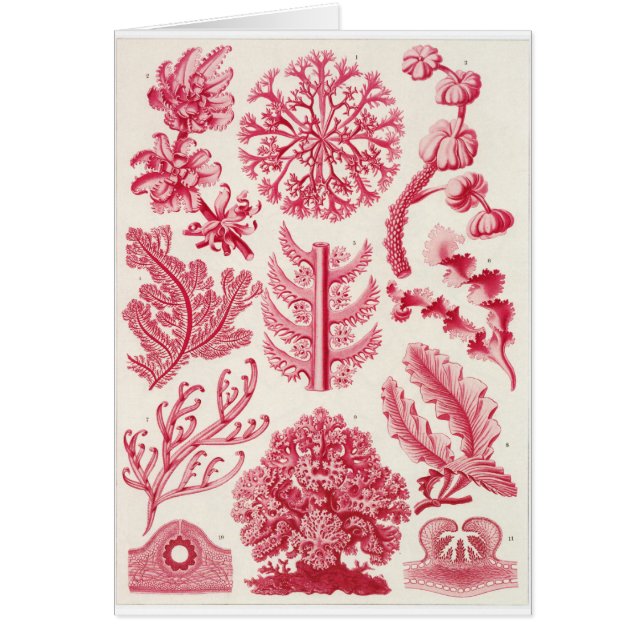 Ernst Haeckel-Kunst-Karte: Florideae (Vorne)