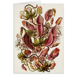 Ernst Haeckel-Kunst-Karte: Nepenthaceae