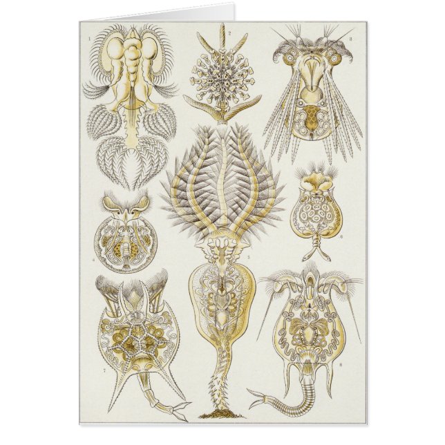 Ernst Haeckel-Kunst-Karte: Rotatoria (Vorne)